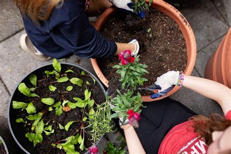 Samford Wellness Garden Plants Seeds of Community